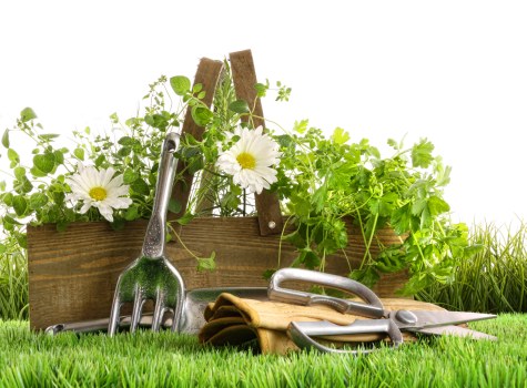 Seasonal planting and border tidying in Poplar outdoor space