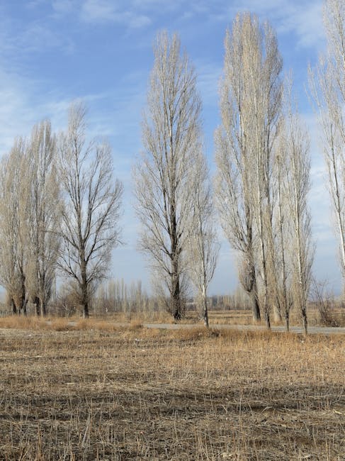 A landscape scene featuring tall, slender deciduous trees with light-colored, bare branches against a bright blue sky with some wispy clouds. The foreground consists of dry, brownish grass and patches