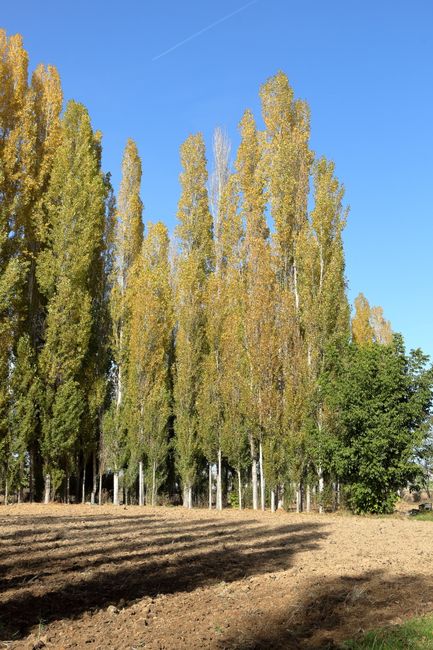 A landscape scene featuring tall, slender deciduous trees with light-colored, bare branches against a bright blue sky with some wispy clouds. The foreground consists of dry, brownish grass and patches
