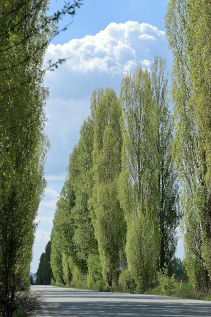 A wide, rural lane flanked by tall, slender deciduous trees with fresh, bright green foliage on either side. The trees are evenly spaced, creating a natural green tunnel over the paved pathway. The sk