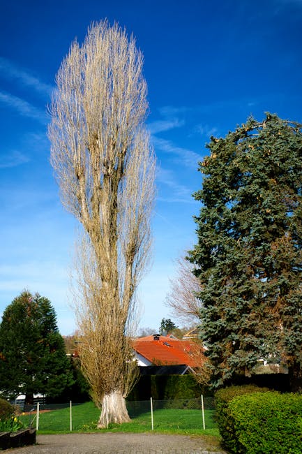 A wide, rural lane flanked by tall, slender deciduous trees with fresh, bright green foliage on either side. The trees are evenly spaced, creating a natural green tunnel over the paved pathway. The sk